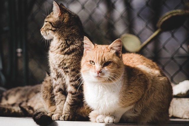 Gato en adopción
