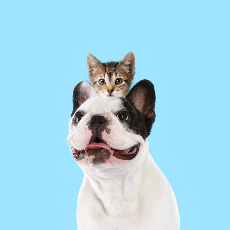 Gato en adopción